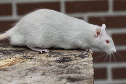 Tamme rat, Amerikaans platinum roodoog
