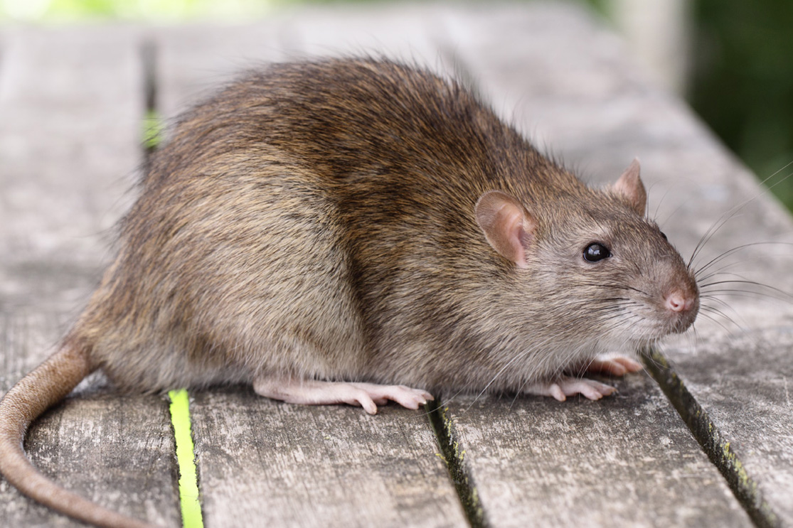 Agouti Rat