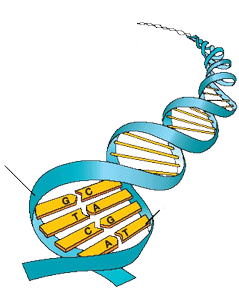 Tamme rat DNA