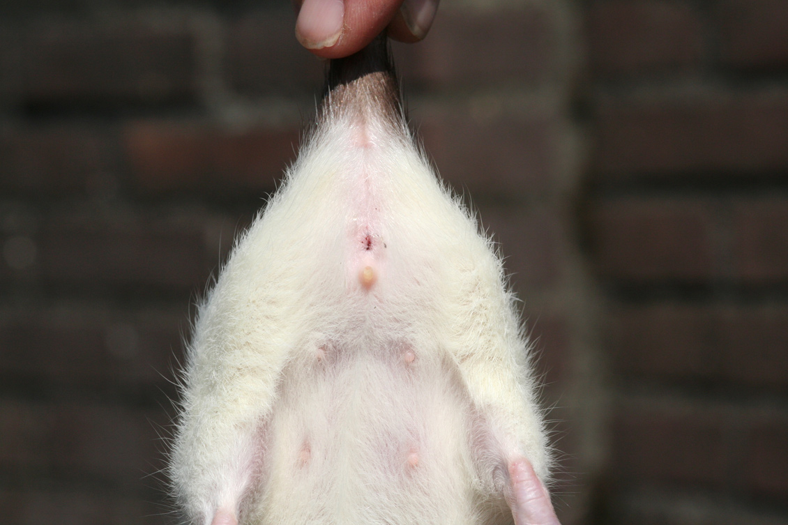 Tamme rat, geslachtsbepaling vrouwtje