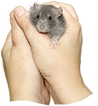 Rat in hand zo tam