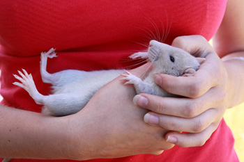 Een deel Laatste boeket De rat als geschelschapsdier | www.AllesOverRatten.nl