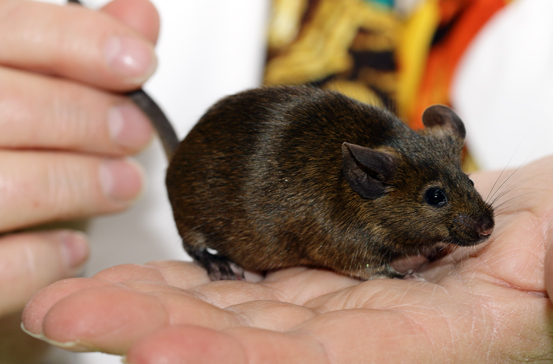 Muis, kleurslag goud-agouti