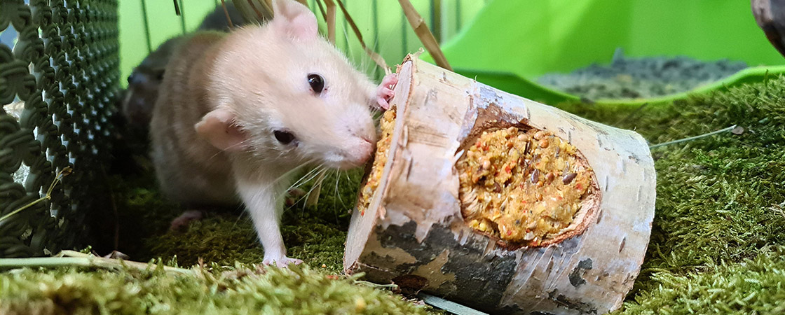 preambule onhandig werkelijk Speeltjes | www.AllesOverRatten.nl