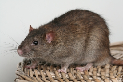 Foto's van tamme ratten gemaakt in 2006 - 2010