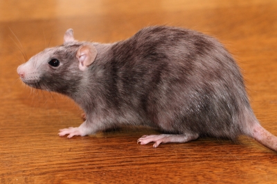Foto's van tamme ratten gemaakt in 2012