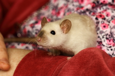 Tamme ratten