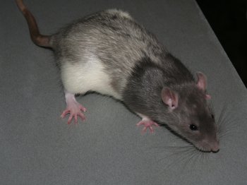 Een vreemde driekleurige rat, fokker Ren Bastiaans