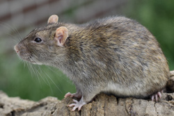 Tamme rat, agouti