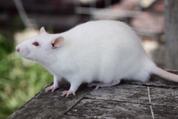 Tamme rat, albino