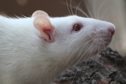 Tamme rat, albino