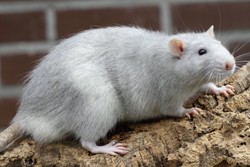 Tamme rat, Amerikaans blauw