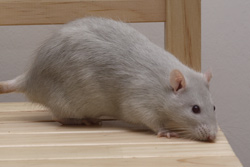 Tamme rat, Amerikaans platinum