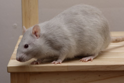 Tamme rat, Amerikaans platinum