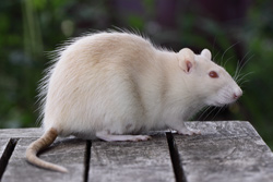 Tamme rat, Amerikaans platinum agouti roodoog