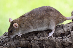 Tamme rat, bruin agouti