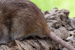 Tamme rat, bruin agouti