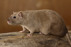 Tamme rat, burmees