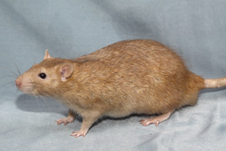 Tamme rat, cinnamon