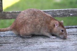 Tamme rat, cinnamon