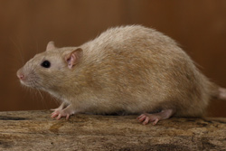 Tamme rat, cinnamon pearl