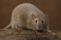 Tamme rat, cinnamon pearl