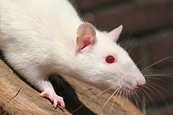 Tamme rat, himalayan