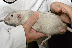 Tamme rat, merle