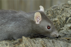 Tamme rat, mock