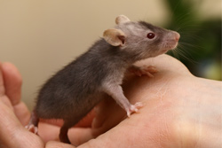 Tamme rat, red eyed devili