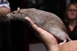 Tamme rat, russisch blauw agouti