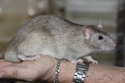 Tamme rat, russisch blauw agouti