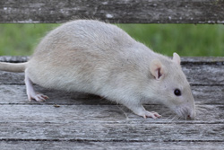 Tamme rat, russisch dove agouti