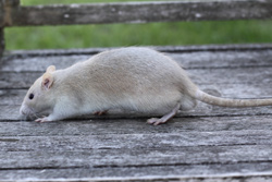 Tamme rat, russisch dove agouti