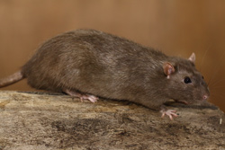 Tamme rat, sable