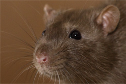 Tamme rat, sable