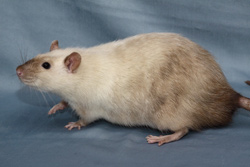 Tamme rat, siamees donkeroog