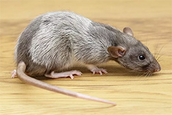 Tamme rat, silvermane