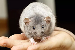 Tamme rat, silvermane