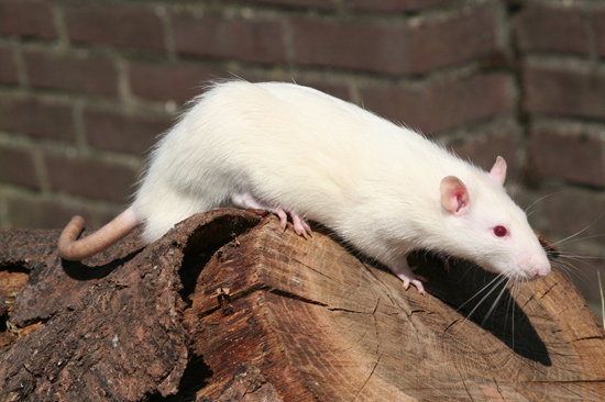Albino rat
