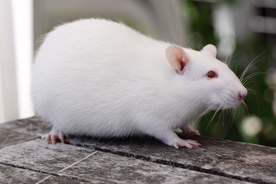 Albino rat