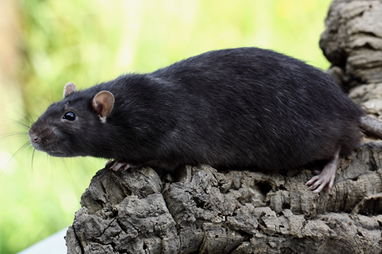 Tamme rat in de kleur zwart