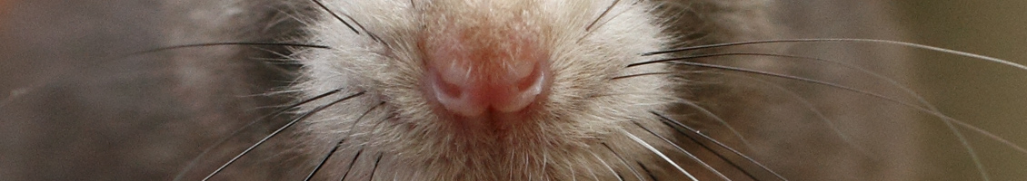 Neus van de rat