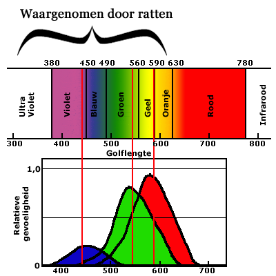 Kleuren die een rat kan zien