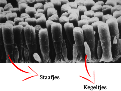 Ogen kegeltjes