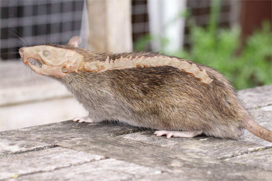 Manifesteren opgroeien lus De rug van de tamme rat | www.AllesOverRatten.nl