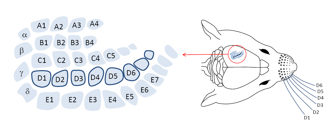 Barrel Cortex Tamme rat