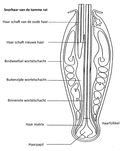 Tamme rat de snorharen