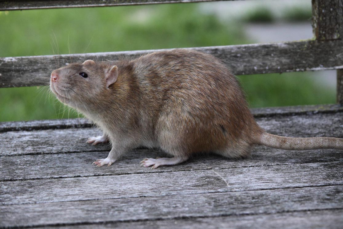 De vacht van de tamme rat | www.AllesOverRatten.nl