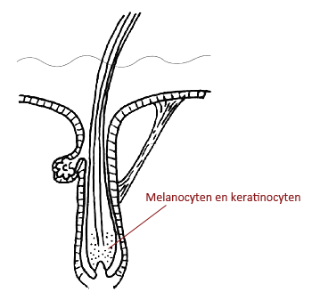 Grafische weergave haarwortel